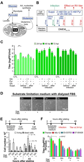 FIG 2 Effect of selected substrate supplementation on RV replication and Vero cell growth rate.(Glc), D-Glucose L-glutamine (Gln), and sodium pyruvate (Pyr) as important carbon sources for mammalian cells wereused for selected substrate supplementation (su