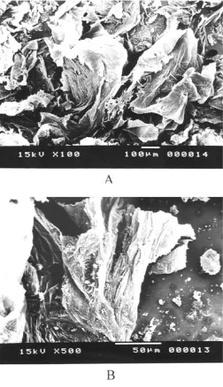 Fig. 8. SEM images of copolyester IIf surface at different magnifications (A: X=100) (B: X= 500) 