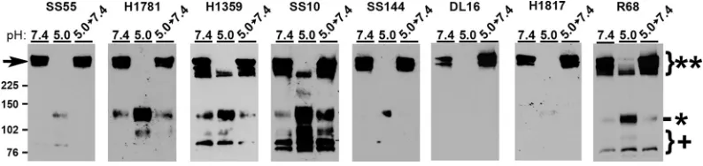 FIG 2 Antigenic characterization of gB detected in the oligomeric change assay. HSV-1 KOS was treated at pH 5.0 or 7.4 for10 min and then neutralized to pH 7.4 for 10 min if testing reversibility