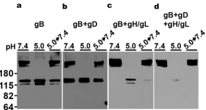 FIG 3 Low-pH-triggered oligomeric change of gB from transfected cells. CHO-K1 cells were transfectedwith plasmids encoding gB (a), gB�gD (b), gB�gH/gL (c), or gB�gD�gH/gL (d)