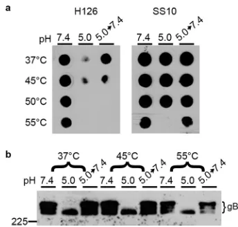 FIG 4 Effect of elevated temperature on acid-induced conformational changes of HSV-1 gB