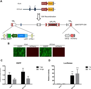 FIG 7 vLuc and vU-Luc genome structures and transgene expression in HDFs. (A) Schematic drawing of the vLuc and vU-Lucupstream A2UCOE