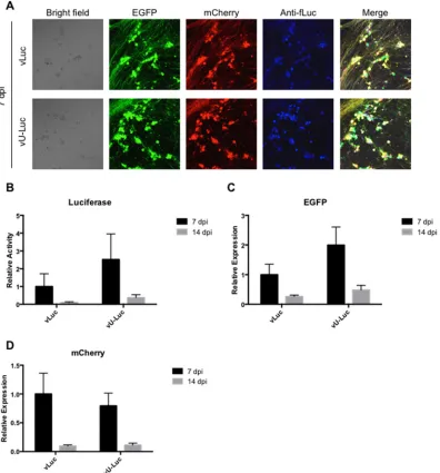 FIG 8 Expression of the three vLuc and vU-Luc transgenes in infected rDRG cultures (3,000 gc/cell)