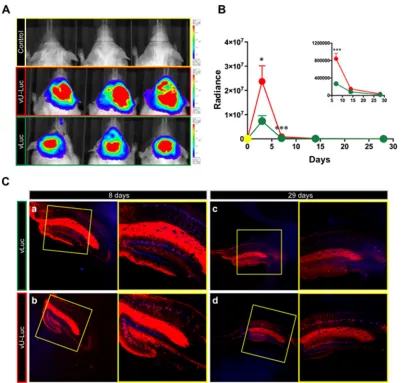 FIG 9 Transgene expression in the brains of mice injected with vLuc, vU-Luc, or vehicle (PBS)