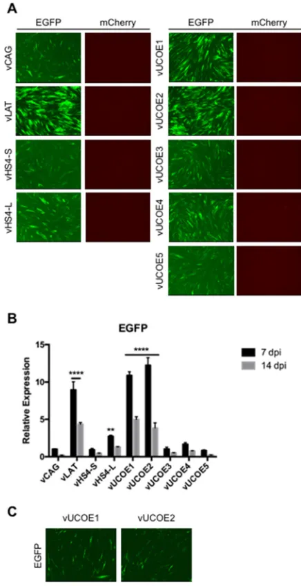 FIG 2 Transgene expression in infected HDFs at 7, 14, and 28 dpi. The cells were infected with the0.0001;indicated viruses at 25,000 gc per cell