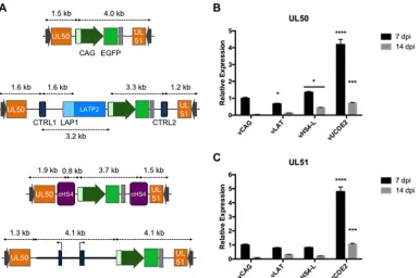 FIG 4 Structure of the UL50-UL51 locus in vCAG, vLAT, vHS4-L, and vUCOE2 (A) and relative UL50 (B) and UL51 (C) mRNAlevels in infected HDFs