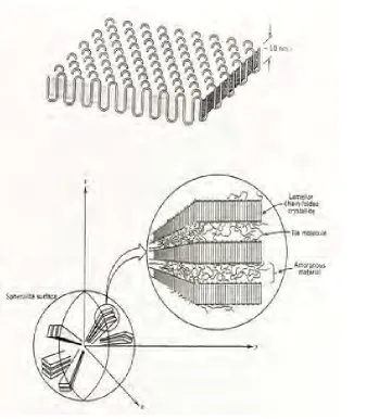 Figure 1.3 Schematic of detailed structure of a spherulite [4] 