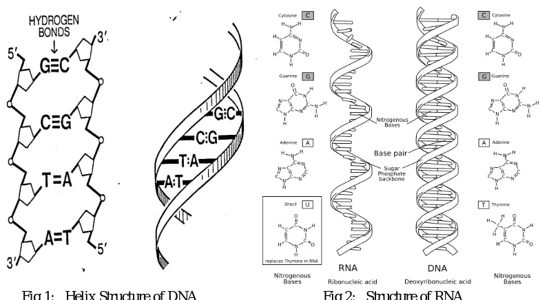Fig 1:   Helix Structure of DNA 