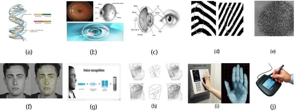 Figure 2.  Some examples of Biometric characteristics that are commonly used. The images illustrate some of the human biometric entities: (a) Structure of DNA, (b)  Retina scanning, (c) iris sample, (d) Ridge ending and ridge bifurcation, (e) A typical fin