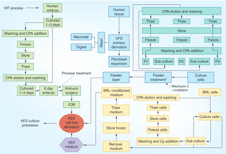 Figure 1.  Example of a process map for derivation of a human embryonic stem cell line