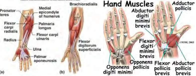 Figure 2.1: Hand Muscles 