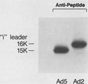 FIG. 4.bodyi-leaderproximatelysubjected[35S]methionine. Partial N-terminal amino acid sequence analysis of the 16K protein immunoprecipitated by anti-peptide 65 anti- from Ad2-infected KBcells labeled with[3H]leucineor Protein was purified by gel electroph