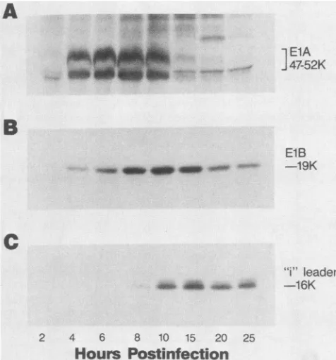 FIG. 6.chaseoninewereanti-peptidethe180 Stability of Ad2 i-leader protein as determined by pulse- experiments