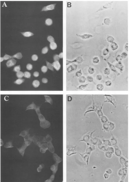 FIG. 9.hnonspecific postinfection Indirect immunofluorescent staining of Ad2 i-leader protein in Ad2-infected KB _ells by anti-peptide 65 antibody