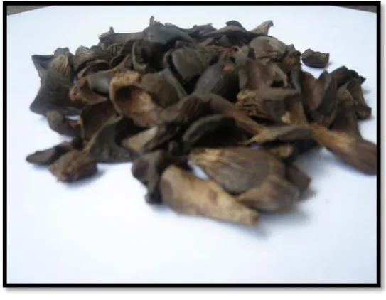 Figure 2.2: Palm kernel shell 