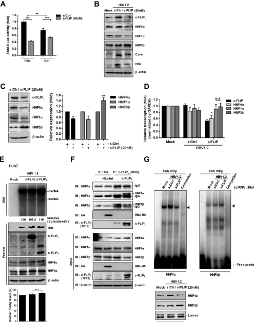 FIG 6 c-FLIP regulates the expression of hepatocyte nuclear factors. (A) Effect of the knockdown of endogenous c-FLIP on the activities of viral enhancers I andII in the presence or absence of HBx