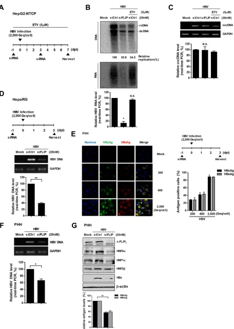 FIG 7 Effect of c-FLIP knockdown on viral replication in different HBV infection systems