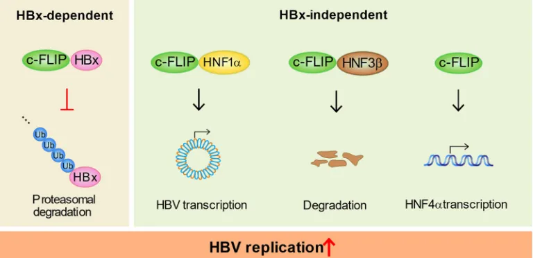 FIG 8 A hypothetical model of c-FLIP as an essential factor in HBV replication. The novel chaperone-like function of c-FLIPcontrols HBV replication through two different mechanisms