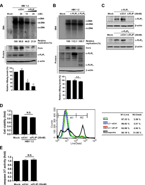 FIG 1 Endogenous c-FLIP is required for robust replication of HBV in hepatocytes. (A) Effect of c-FLIP silencing on HBV replication and viral protein expression.HepG2 cells were cotransfected with the indicated plasmids and siRNAs