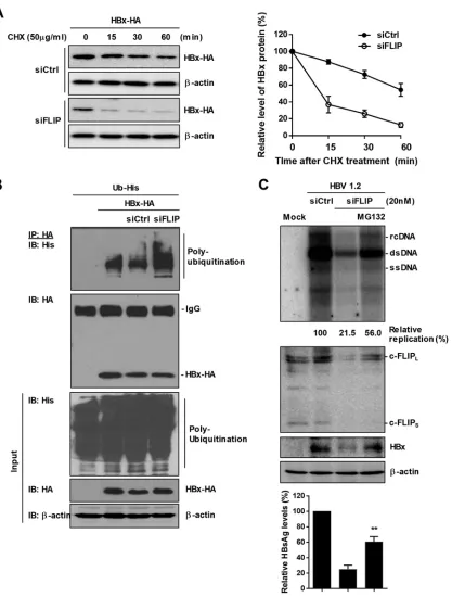 FIG 3 Knockdown of c-FLIP accelerates the proteasome-mediated degradation of HBx. HepG2 cells were cotransfected with theindicated plasmids and siRNAs