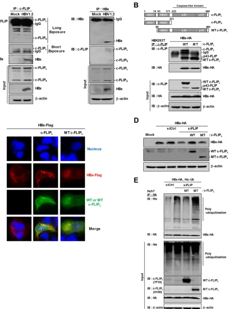 FIG 4 Death-effector domain 1 (DED1) of c-FLIP is required for maintaining HBx stability