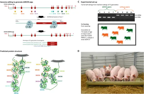 FIG 1 Generation of ΔSRCR5 pigs and experimental setup. (A) Genome editing to generate ΔSRCR5 pigs