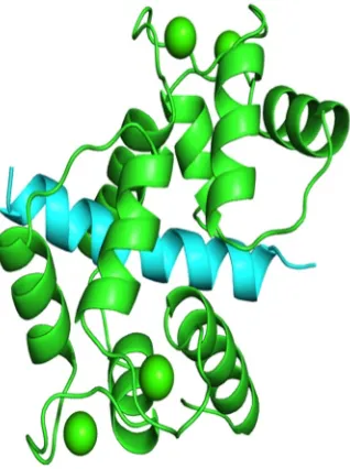FIGURE 1.2.1: Structure of CaM (green) interacting with its binding domain from cal-cineurin (blue).