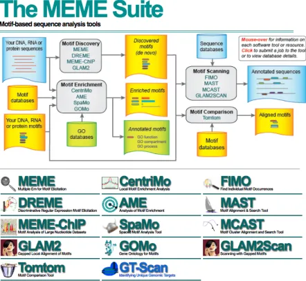 FIGURE 1.3.2: The MEME Suite. Figure obtained from meme-suite.org.