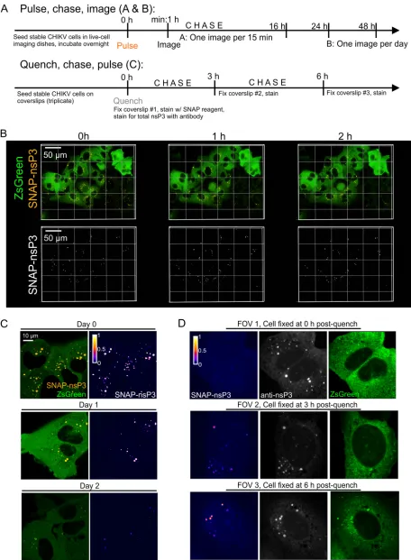 FIG 5 Long-term imaging of SNAP-nsP3 using pulse-chase and quench-pulse-chase approaches