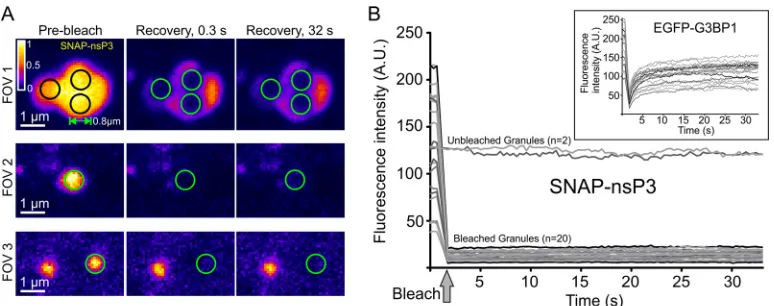 FIG 7 Static internal architecture of nsP3-containing granules. (A) FRAP of stable CHIKV cells stained with BG-TMR-Star.each bleached area over time