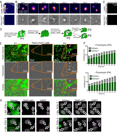 FIG 8 (A) Cell lysates from stable CHIKV cells. Live cells were stained with BG-TMR-Star and lysed with Glasgow lysis buffer
