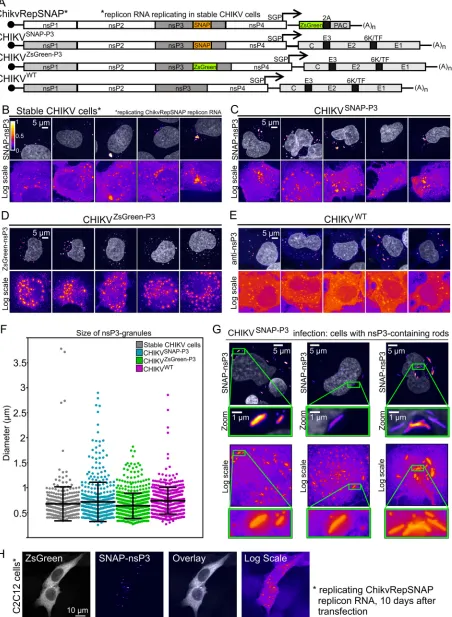 FIG 1 nsP3 has a granular distribution in stable CHIKV cells and infected HuH-7 cells