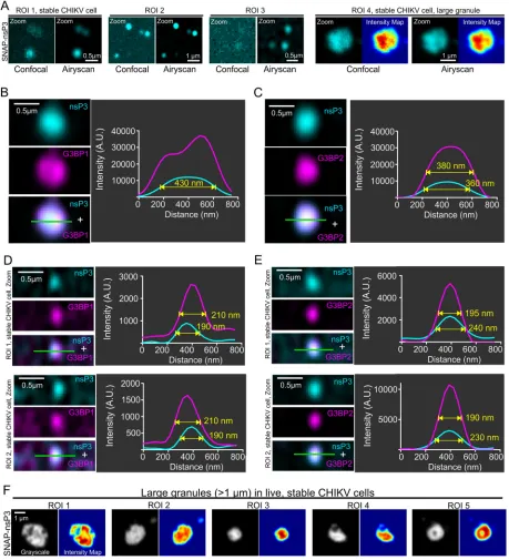 FIG 2 Characterization of nsP3-G3BP1/2 interaction by subdiffraction microscopy. (A) Comparison of confocal and Airyscan images