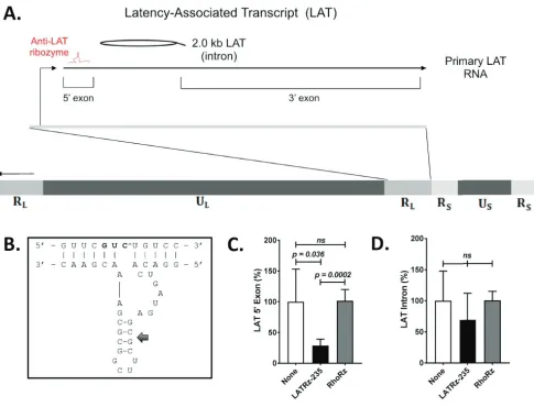 FIG 1 Schematic of the HSV-1 genome showing the regions encoding the HSV-1 LAT and design and2.0-kb intron