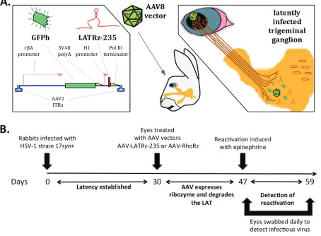 FIG 2 Delivery of ribozyme targeting the HSV-1 LAT into latently infected rabbits. (A) The LAT-targeting ribozyme was cloned and packaged inan AAV vector (AAV-LATRz-235) that also contains a humanized green ﬂuorescent protein (GFPh) reporter