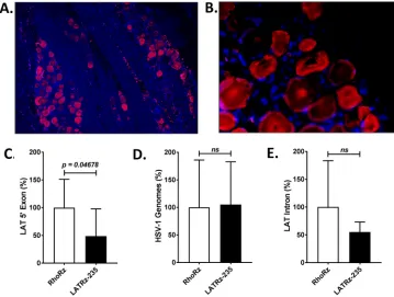FIG 4 Analysis of rabbit TG for AAV transduction, LAT expression, and HSV-1 DNA load. (A and B) Immunoﬂuo-rescence (IF) demonstrating long-term expression of GFP in a high percentage of latently infected rabbit TGneurons