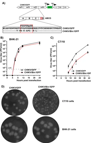 FIG 6 Proline-rich, SH3-binding motif in CHIKV HVD is more important for viral replication in mosquitothan in vertebrate cells