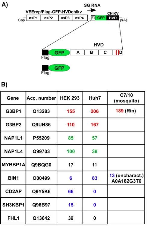 FIG 7 Host factors binding to CHIKV HVD in different cell types. (A) Schematic presentation of VEEVreplicons that encode Flag-GFP-HVDchikv fusion or Flag-GFP