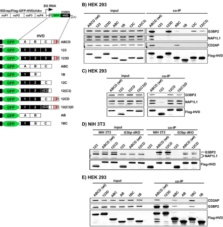FIG 8 Mapping of G3BP-, NAP1-, and CD2AP-binding sites in CHIKV nsP3 HVD. (A) Schematic presentation of VEEV replicon and expressedFlag-GFP-HVD cassettes that contained wt and mutated CHIKV HVD fragments