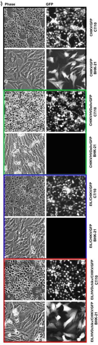 FIG 9 CHIKV and EILV HVDs determine cell speciﬁcity of viral replication. (A) Alignment of the aa sequences of CHIKV and EILVTiters of the stocks were determined by plaque assay on both BHK-21 and C7/10 cells
