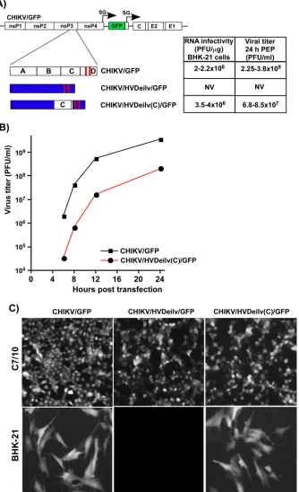 FIG 10 Addition of CHIKV HVD fragment C to EILV HVD makes the resulting chimeric CHIKV/HVDeilv(C)/GFPcapable of replication in vertebrate cells