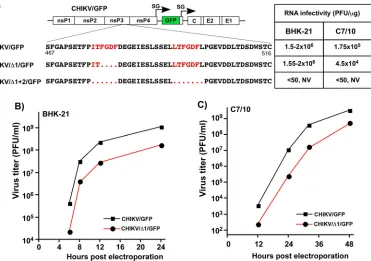 FIG 2 Deletions of G3BP-binding peptides in CHIKV nsP3 HVD have deleterious effects on viral replication