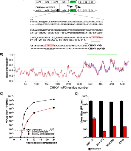FIG 3 CHIKV nsP3 HVD fragments other than the carboxy-terminal, G3BP-binding repeat determine virus replication