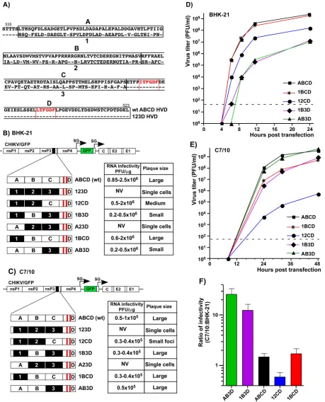 FIG 4 Fragments of CHIKV nsP3 HVD differentially regulate viral replication. (A) Alignment of amino acid sequences of wt ABCD HVD and mutatedwere electroporated into BHK-21 cells, and RNA infectivities and plaque sizes were compared in the ICA
