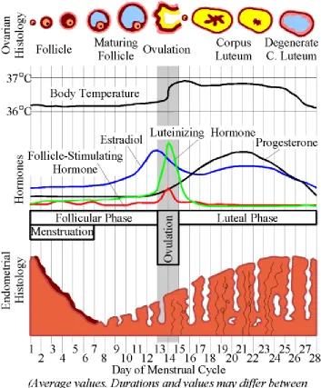 Figure 1 . Hormonal fluctuations over the menstrual cycle. This Wikipedia and Wikimedia Commons image is from the user Chris 73 and is freely available at http://commons.wikimedia.org/wiki/Image:MenstrualCycle.png under the creative commons cc-by-sa 2.5 li