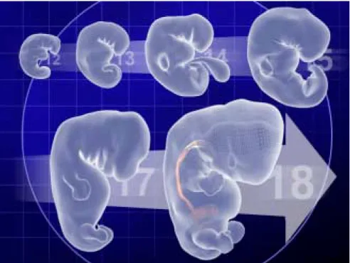 Figure 6: SDSC Embryo Fly-Through Rendering 