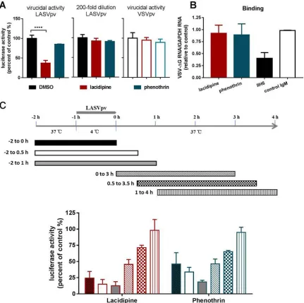 FIG 3 Effects of lacidipine and phenothrin on different stages of Lassa virus (LASV) entry