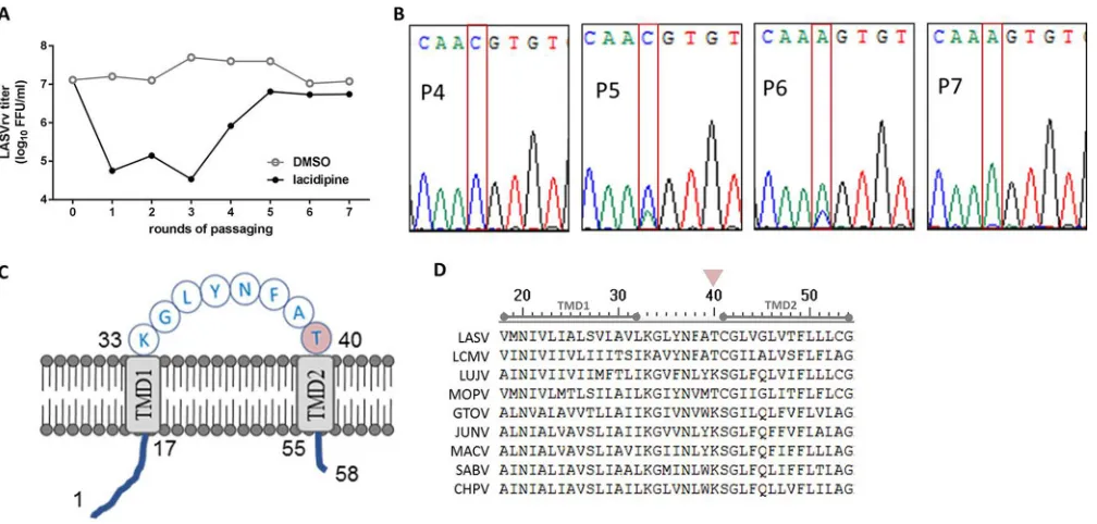FIG 4 Selection of lacidipine-resistant LASVrv. (A) The adaptive mutant virus was selected by serially passaging LASVrv in the presence of 10a parallel experiment, LASVrv passaging in vehicle served as a control