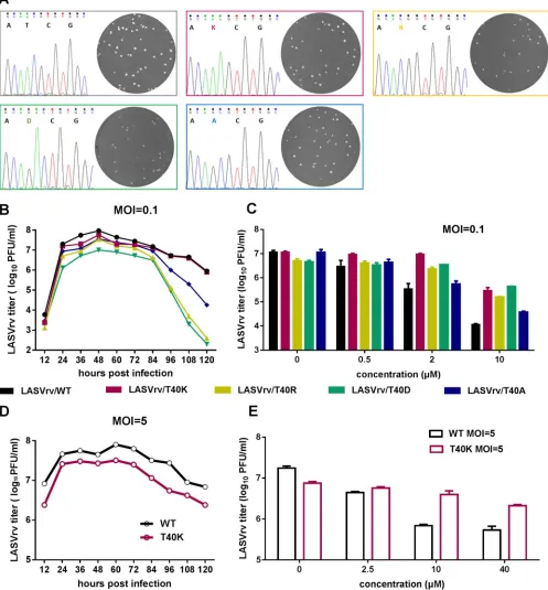 FIG 5 Characterization of lacidipine-resistant LASVrv. (A) Sequencing chromatograms of the WT and recombinant viruses with plaque morphology of each virusfor 1 h