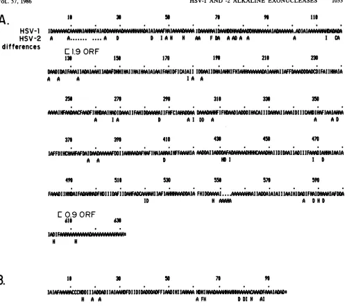 FIG. 7.0.9-kb0.9-kbtoAminobestSymbolssequences the Significant amino acid differences between the predicted HSV-1 and HSV-2 polypeptides encoded by the alkaline exonuclease and transcripts